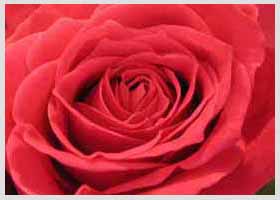 Rose Exporters of India