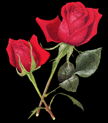 Rose Exporters of India